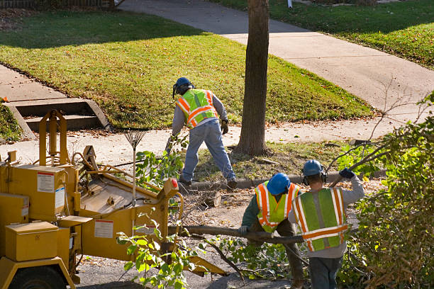 The Steps Involved in Our Tree Care Process in Hamburg, NJ